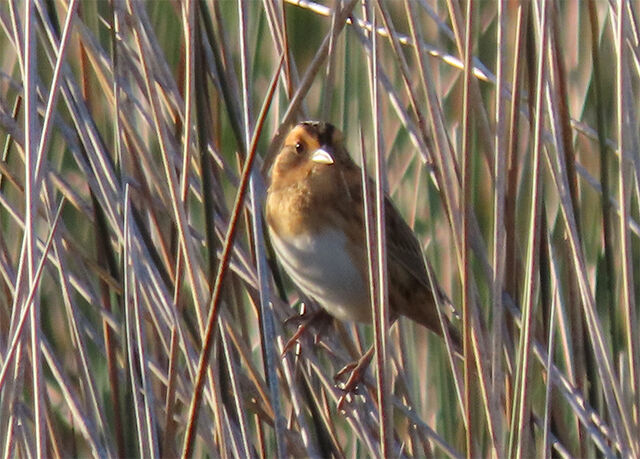 Nelson's Sparrow