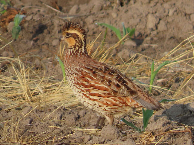 Northern Bobwhite