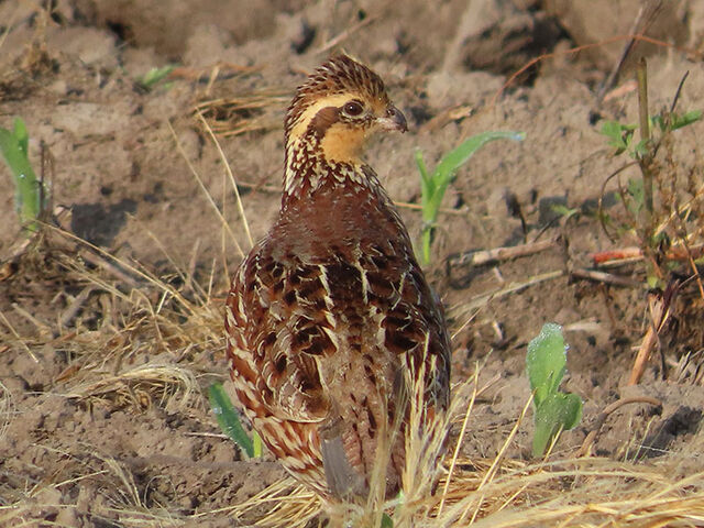 Northern Bobwhite