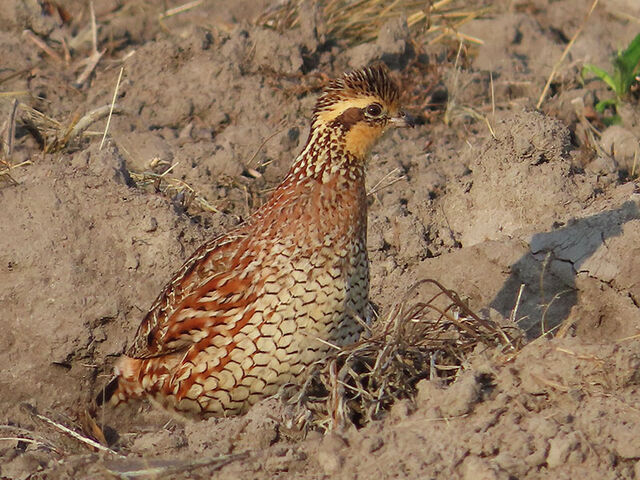 Northern Bobwhite