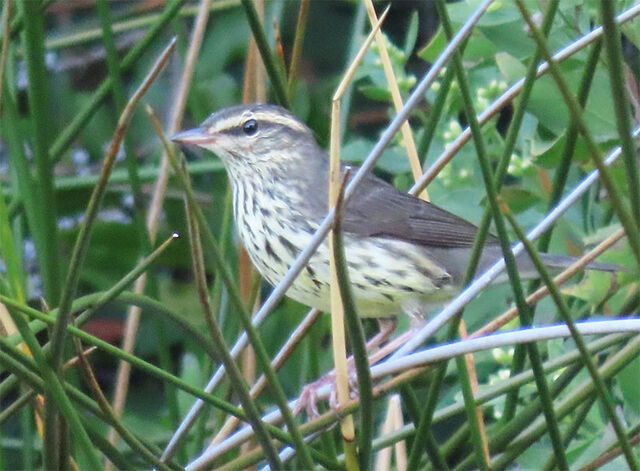 Northern Waterthrush