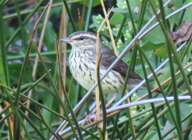 Northern Waterthrush