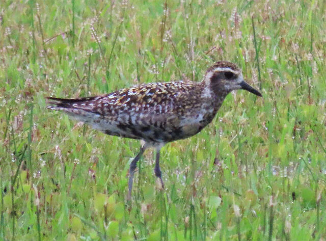 Pacific Golden-Plover