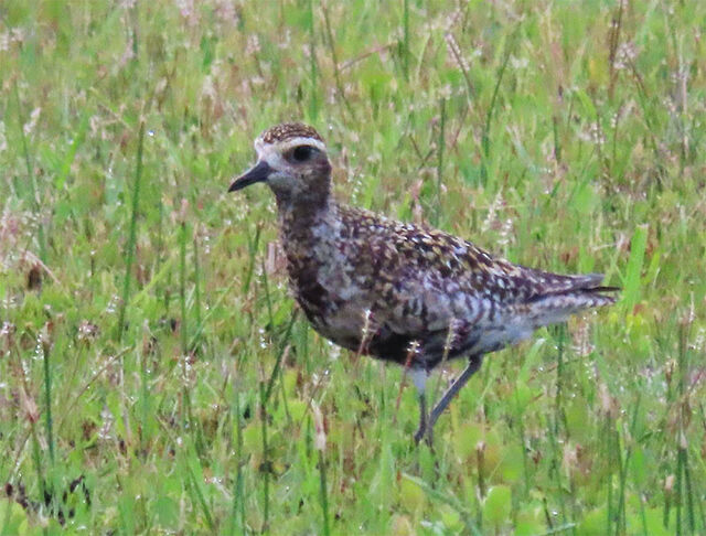 Pacific Golden-Plover
