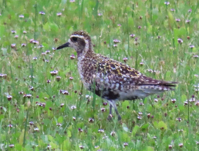 Pacific Golden-Plover