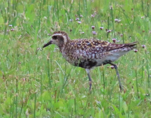 Pacific Golden-Plover