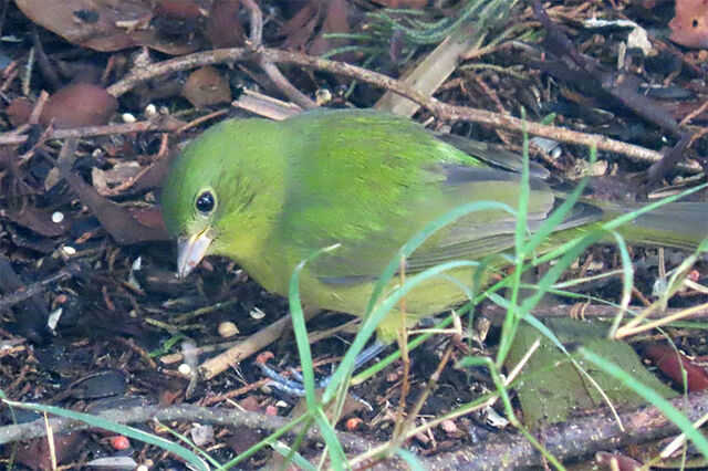 Painted Bunting