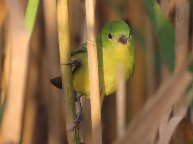 Painted Bunting