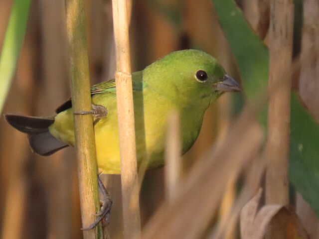 Painted Bunting