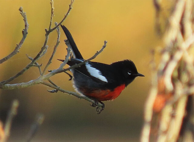 Painted Redstart