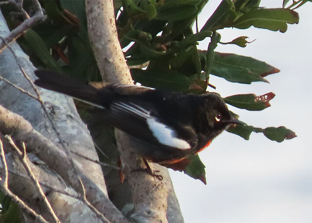 Painted Redstart