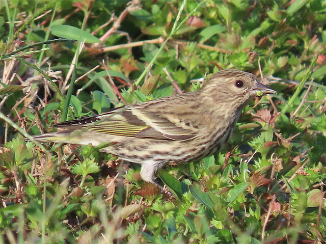 Pine Siskin