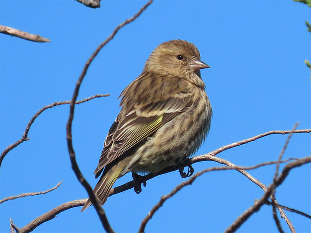 Pine Siskin