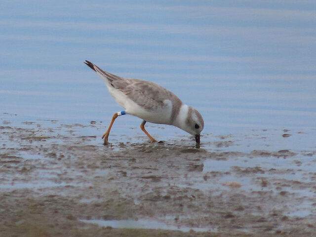 Piping Plover