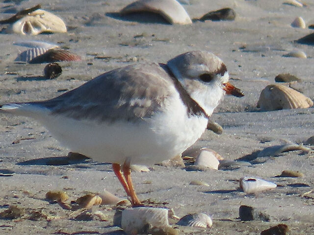 Piping Plover