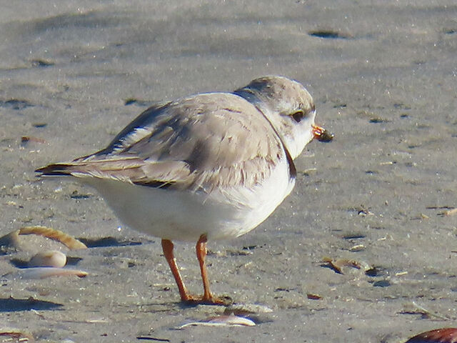Piping Plover
