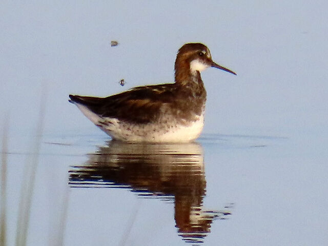 Red-necked Phalarope