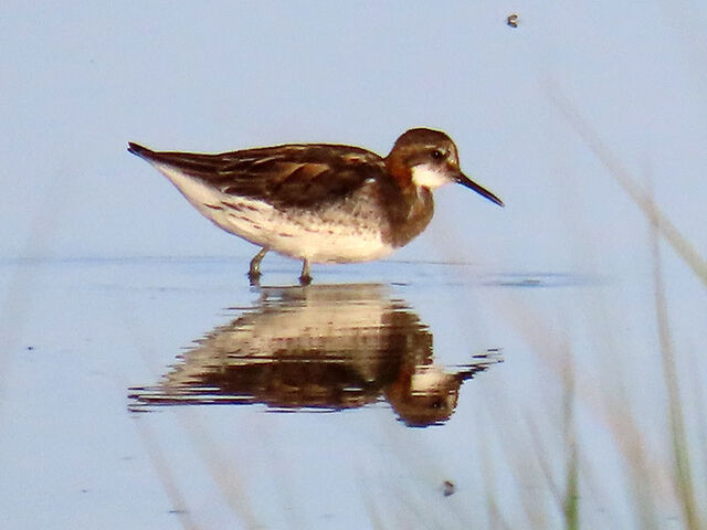 Red-necked Phalarope