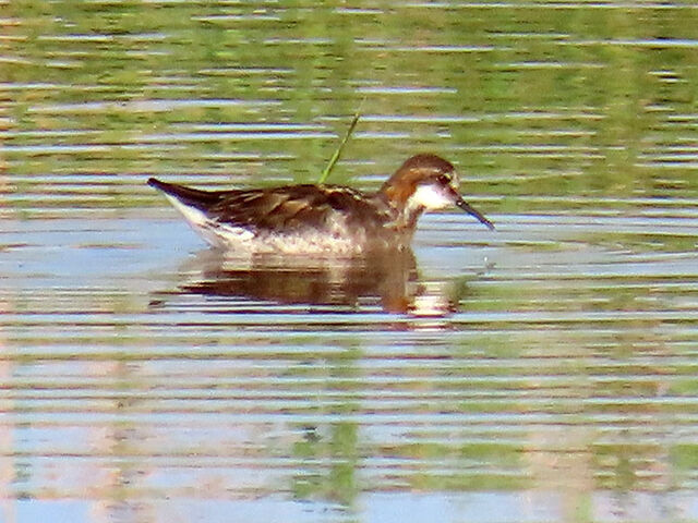 Red-necked Phalarope