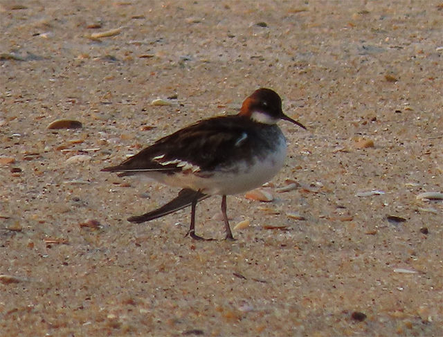 Red-necked Phalarope
