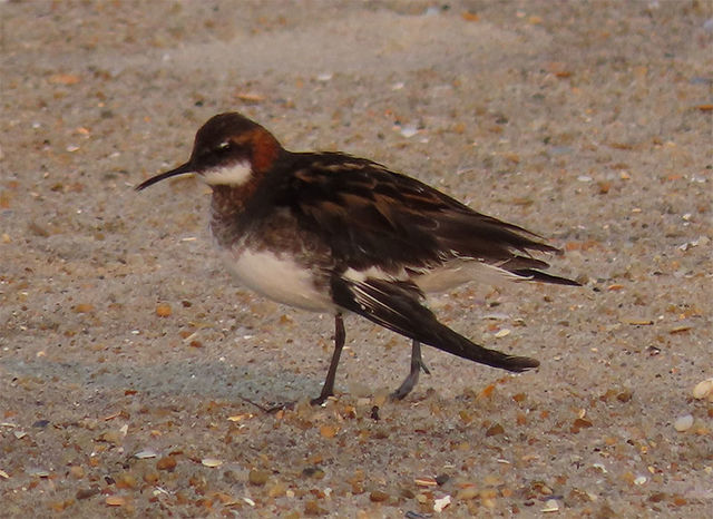 Red-necked Phalarope