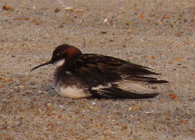 Red-necked Phalarope