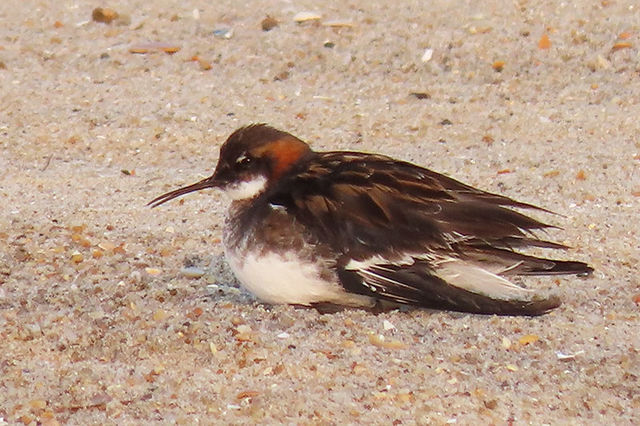 Red-necked Phalarope