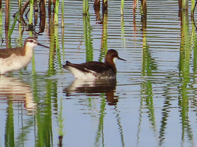 Red-necked Phalarope