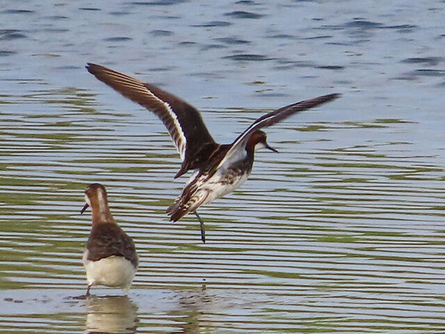 Red-necked Phalarope