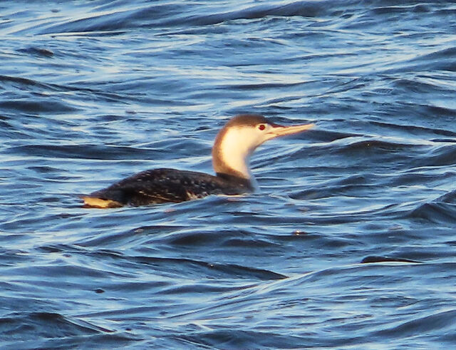 Red-throated Loon