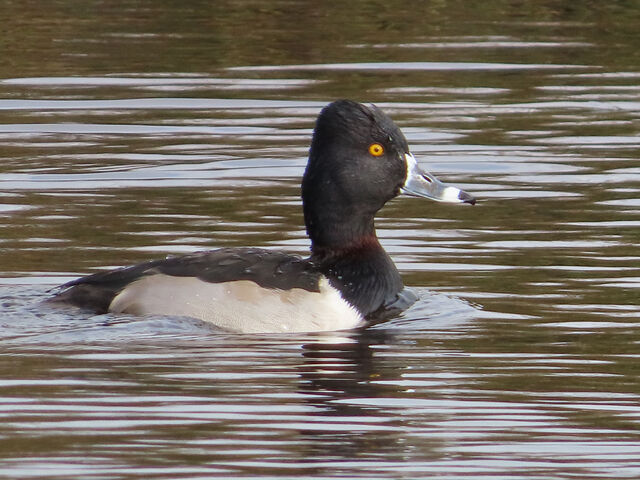 Ring-necked Duck