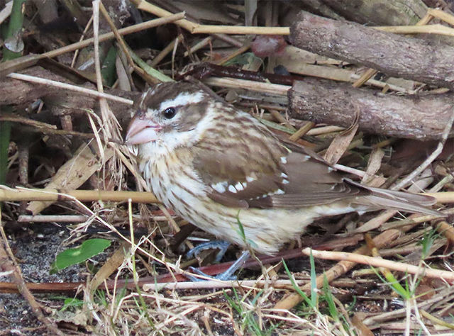 Rose-breasted Grosbeak