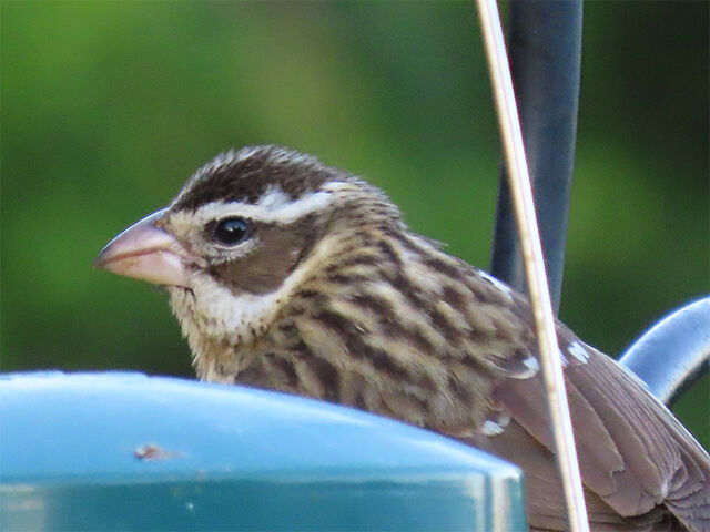 Rose-breasted Grosbeak
