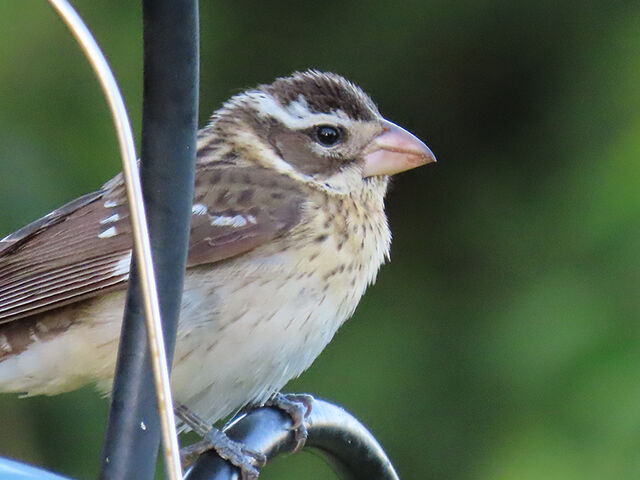 Rose-breasted Grosbeak