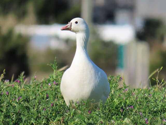 Ross's Goose