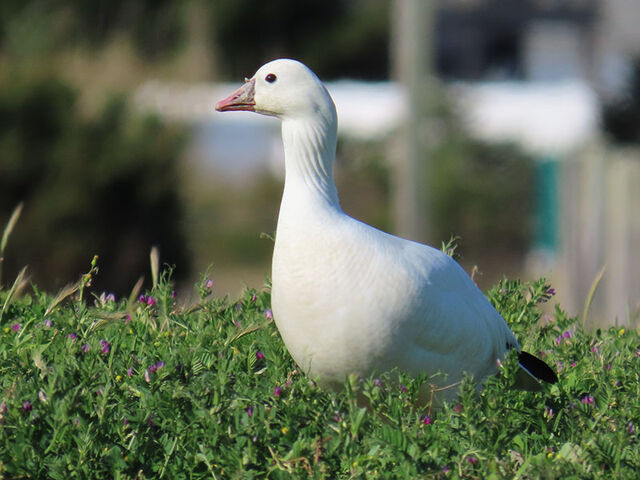 Ross's Goose