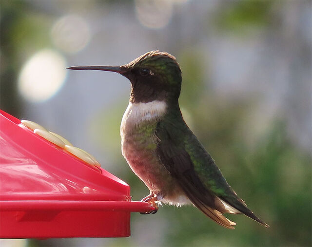 Ruby-throated Hummingbird
