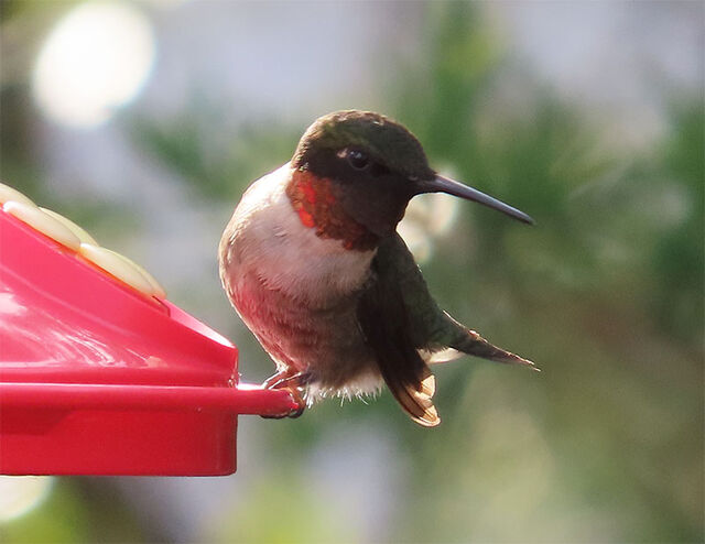 Ruby-throated Hummingbird
