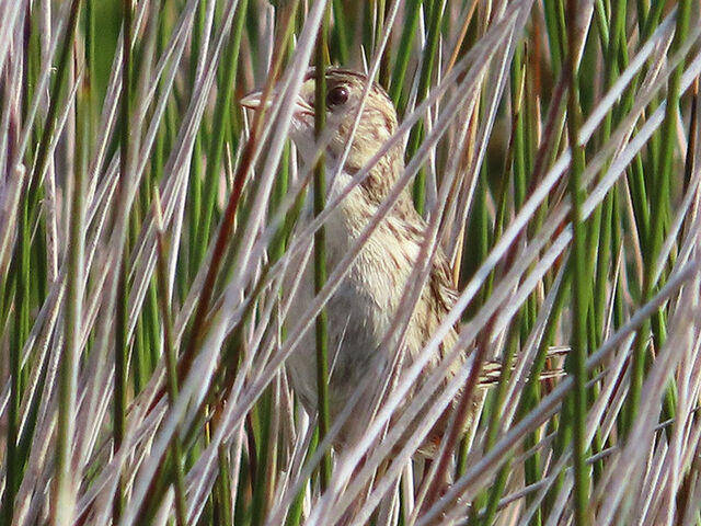 Seaside Sparrow