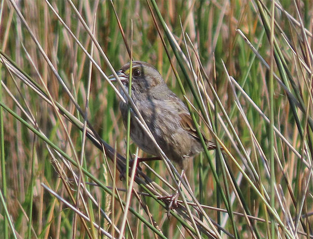 Seaside Sparrow