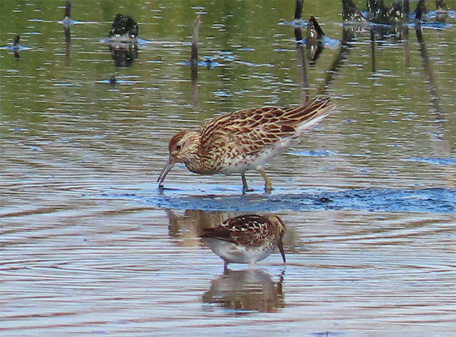 Sharp-tailed Sandpiper