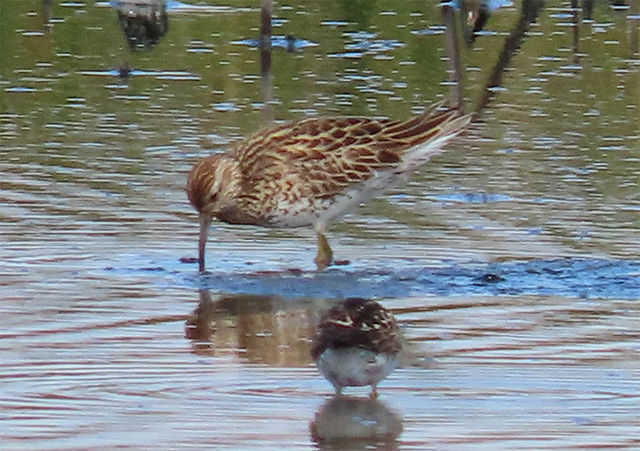 Sharp-tailed Sandpiper