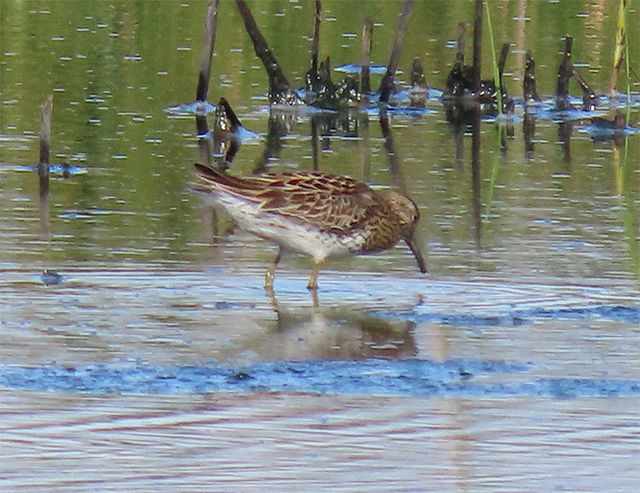 Sharp-tailed Sandpiper