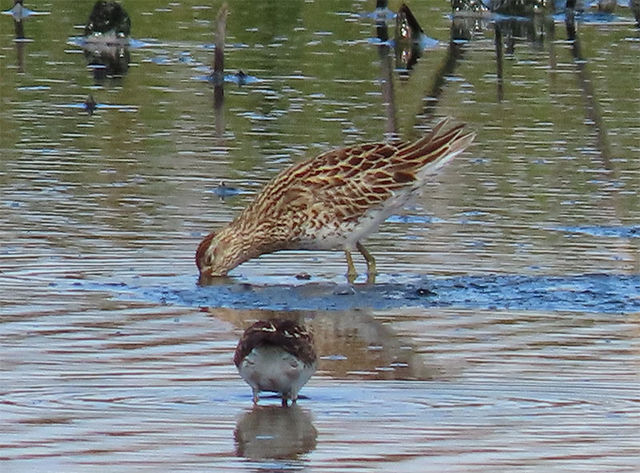 Sharp-tailed Sandpiper