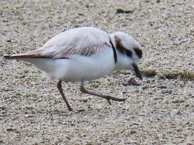 Snowy Plover