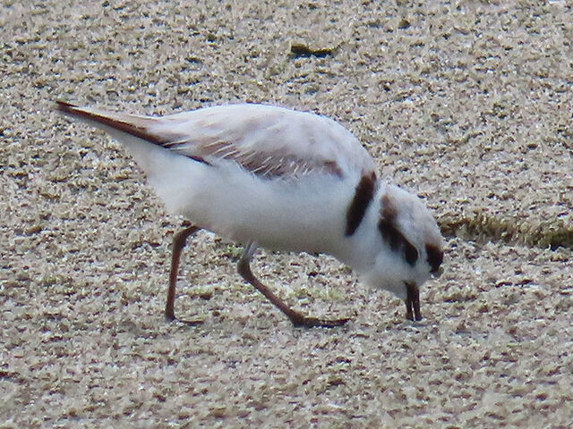 Snowy Plover