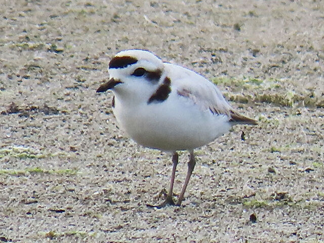 Snowy Plover