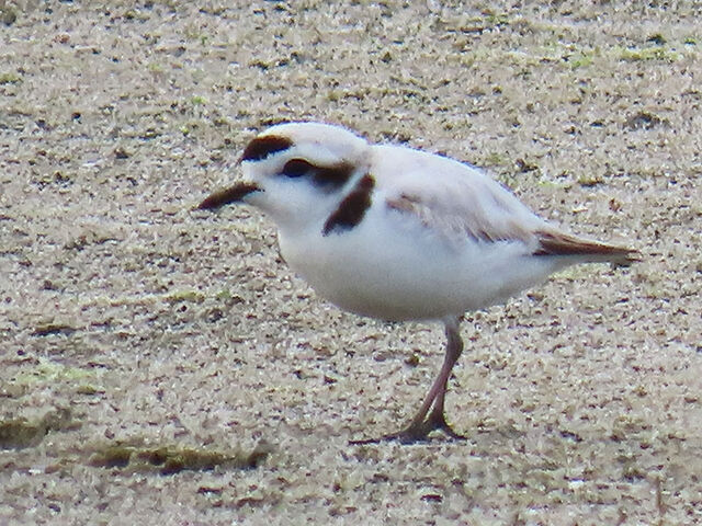Snowy Plover