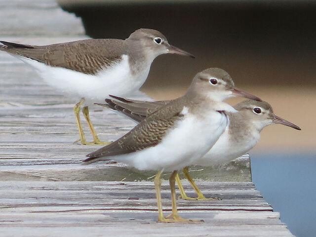 Spotted Sandpiper