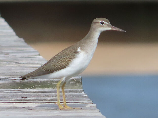 Spotted Sandpiper